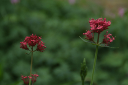 Centranthus ruber  'Coccineus'Spoorbloem bestellen